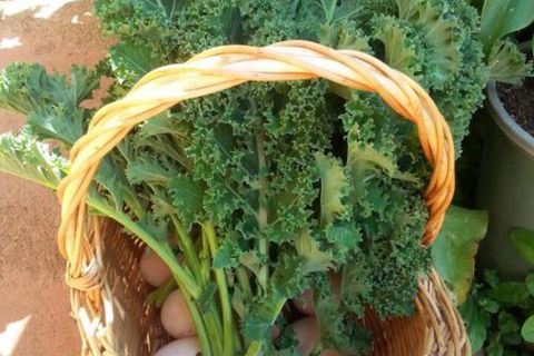 Appin Homestay B & B - Accommodation Resorts 4