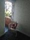 Abbeville Apartments - Accommodation Resorts 5