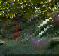 Little Wombat - Accommodation Resorts