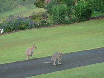 Belle La Vie B & B - Accommodation Resorts 5