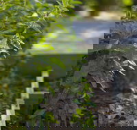 Grampians Eco YHA - Hostel - Accommodation Resorts