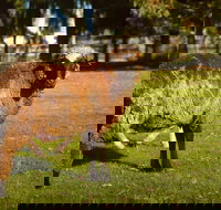 Enderslie House Bed  Breakfast - Accommodation Resorts