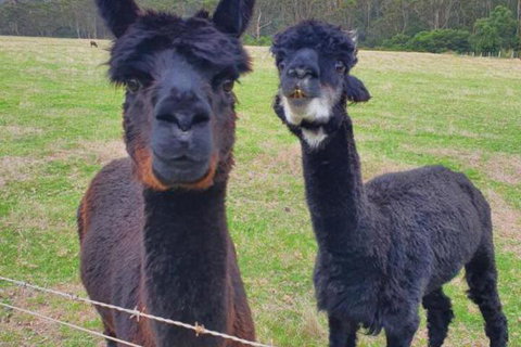 Cinnamon Coloureds Farm Cottages - Accommodation Resorts 6