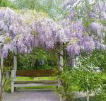 Amelina Cottages - Accommodation Resorts