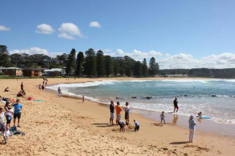 Avoca Beach Cape Cottage - Accommodation Resorts 0