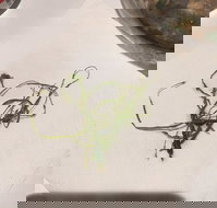 Dainty Dumpling House - Accommodation Resorts