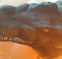 Outback Jack's Bar  Grill - Accommodation Resorts