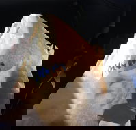 Shoeys bakery - Accommodation Resorts