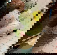 The Natural Waffle Ice Cream Parlour - Accommodation Resorts