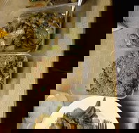 Holbrook Chinese Restaurant - Accommodation Resorts