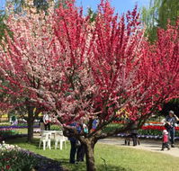 Mirchi Indian Cuisine - Accommodation Resorts