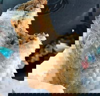 Foster's Bakery - Accommodation Resorts