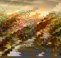 Tarana Indian Restaurant - Accommodation Resorts