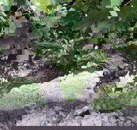 Nick Haselgrove Wines - Accommodation Resorts