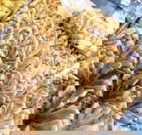 Hawat Pastry - Accommodation Resorts