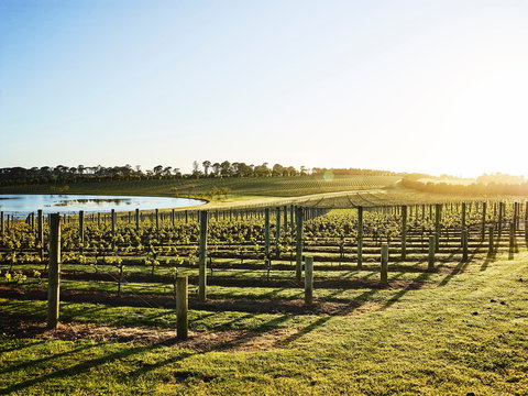 Wine Terrace And Cellar Door At Pt Leo Estate - Accommodation Resorts 0