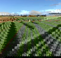 Hawkes Farm - Accommodation Resorts