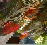 Faber Vineyard and Winery - Accommodation Resorts