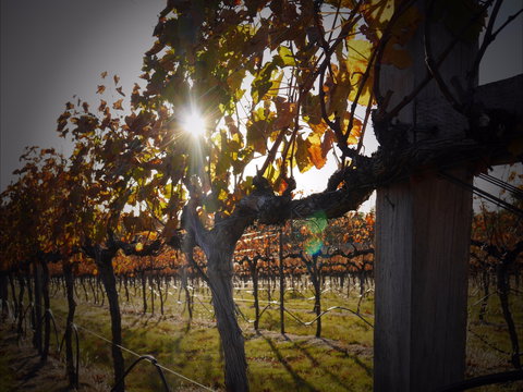 Pyramids Road Wines - Accommodation Resorts 0