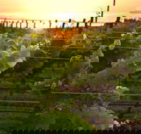 Bennetts on Bellarine Winery - Accommodation Resorts