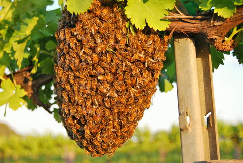 Whistling Kite Biodynamic Wines - Accommodation Resorts 0