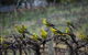 Whistling Kite Biodynamic Wines - thumb 2