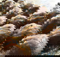 The Burrow Coffee House - Accommodation Resorts