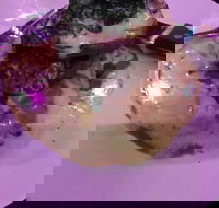 Kokonut Willy's Bar and Grill - Accommodation Resorts