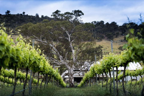 Mount Majura Vineyard - Accommodation Resorts 0