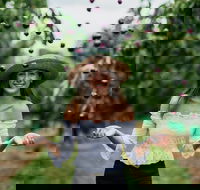 Cherryhill Orchards - Accommodation Resorts