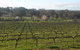Lockwood Vineyard - thumb 1