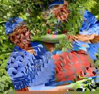 Willayoung Orchard - Accommodation Resorts