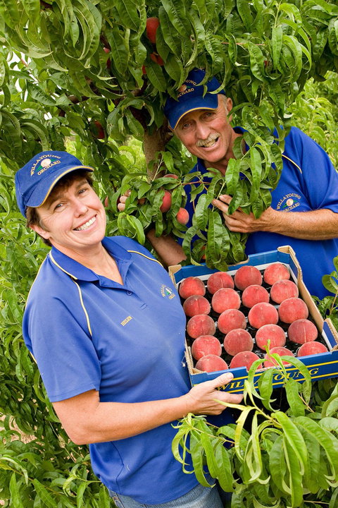 Willayoung Orchard - Accommodation Resorts 0