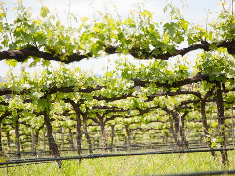 Borambola Wines - Accommodation Resorts 1