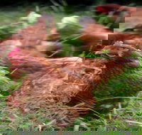 Holbrook Paddock Eggs - Accommodation Resorts