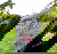 Every Man and His Dog Vineyard - Accommodation Resorts