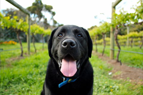 Every Man And His Dog Vineyard - Accommodation Resorts 0