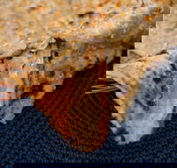 Haweli Indian - Wanneroo - Accommodation Resorts