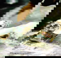 Vineyard Cafe - Accommodation Resorts