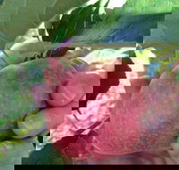 Darkes Glenbernie Orchard - Accommodation Resorts