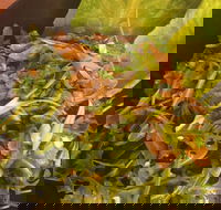 Piccolino Pizza - Accommodation Resorts