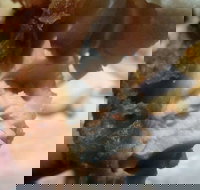 Captain Roc's - Accommodation Resorts