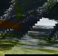 Footprints - Accommodation Resorts