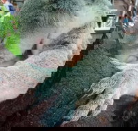 Champagne Bush Tucker Breakfast with the Koalas - Accommodation Resorts