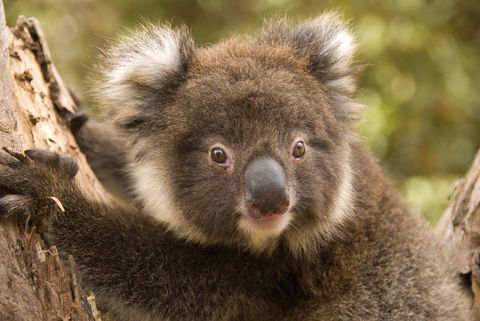 Kangaroo Island Seafront - Accommodation Resorts 39