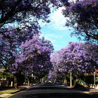 Book Wayville Accommodation Vacations Accommodation Resorts Accommodation Resorts