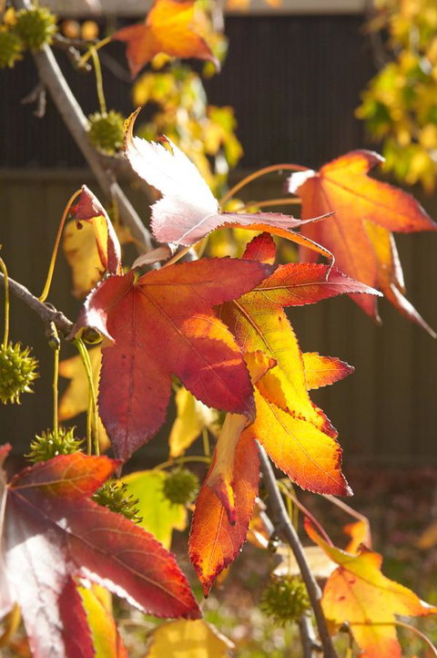 Motel Mount Gambier - Accommodation Resorts 22