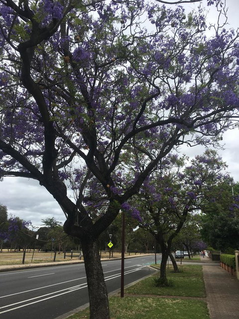 Adelaide Style Accommodation-Close To City-North Adelaide-3 Bdrm- FREE Parking - Accommodation Resorts 34