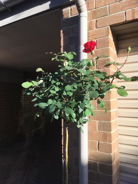 Adelaide Style Accommodation-Close To City-North Adelaide-3 Bdrm- FREE Parking - Accommodation Resorts 21