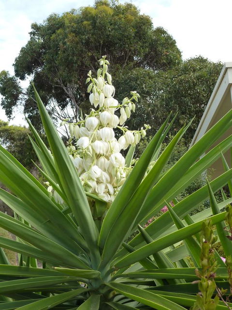 SeaShells Penneshaw - Accommodation Resorts 15